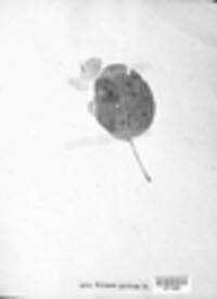 Erineum pyrinum image